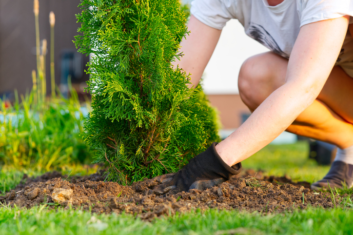 a woman hands plants a thuja, planting a coniferous tree thuja.