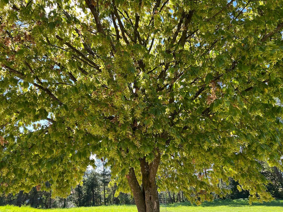 Carpinus Betulus (Gürgen)
