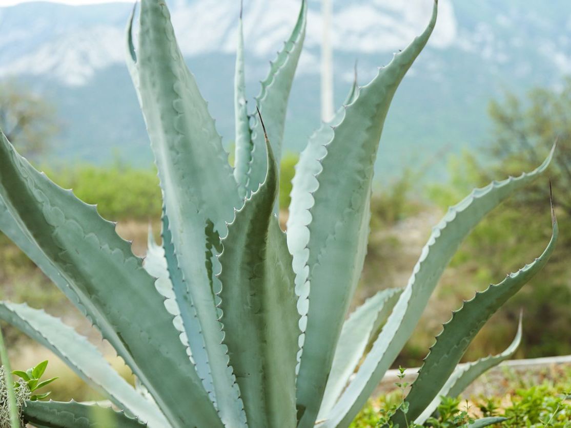 Agave Americana (Yüzyıl Bitkisi)