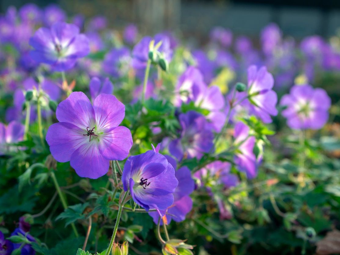 Geranium Rozanne Turna Gagası