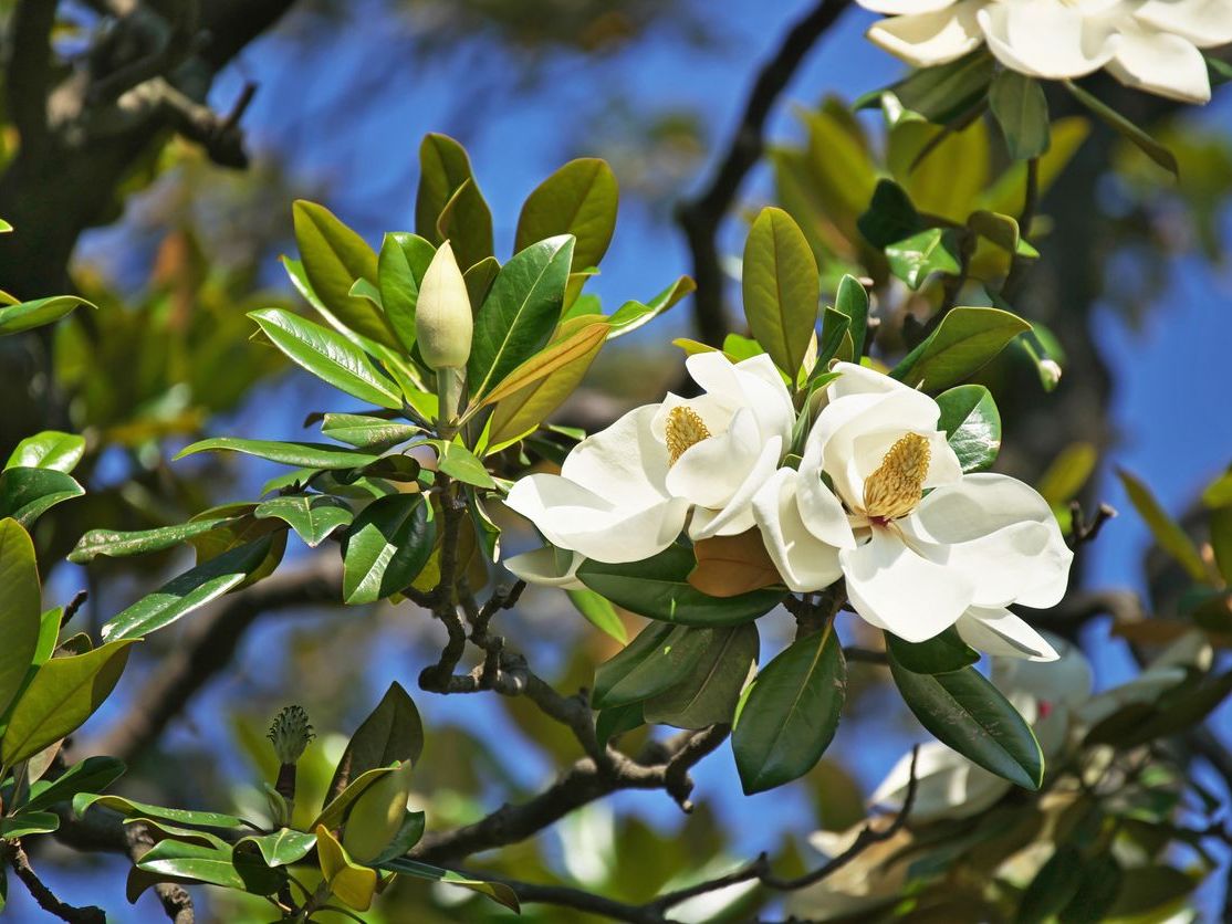 Magnolia Grandiflora