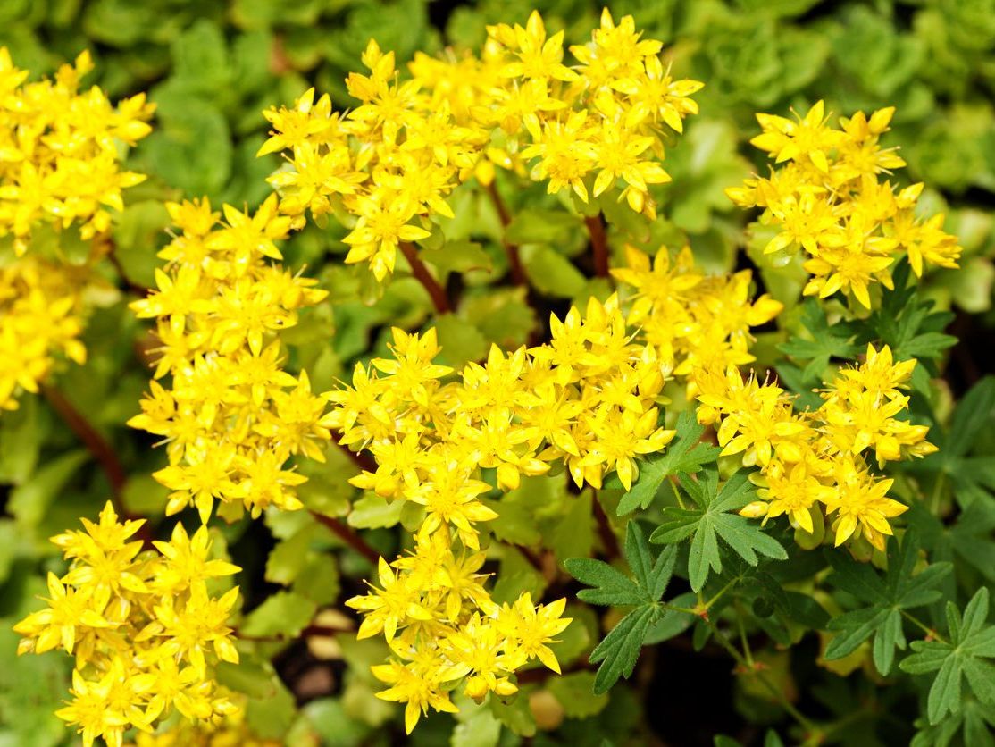 Sedum Acre Altın Yosun