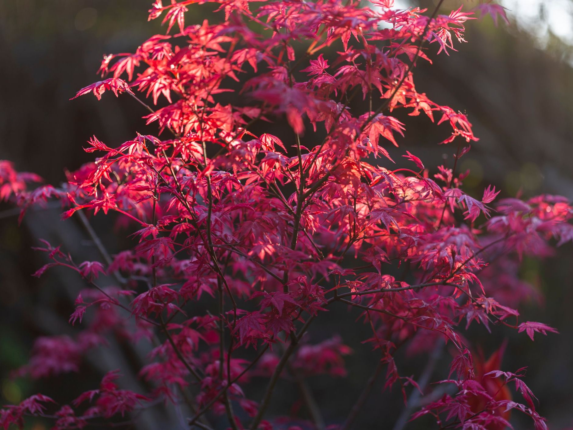 Acer Palmatum (Japon Akçaağacı)