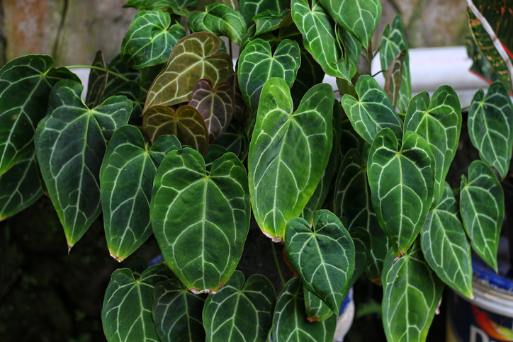 Anthurium Crystallinum