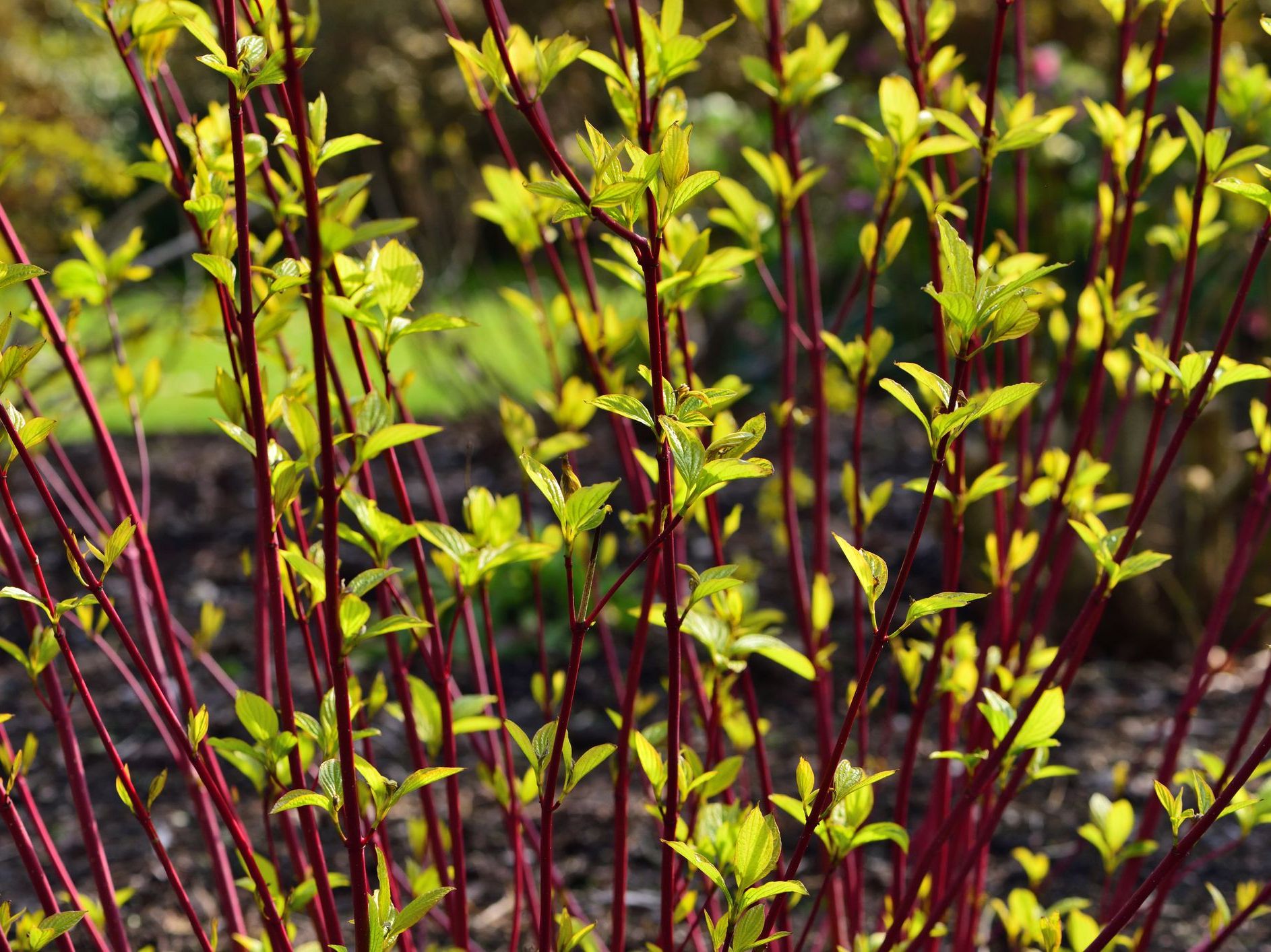 Cornus Alba ‘Sibirica’ (Süs Kızılcığı)