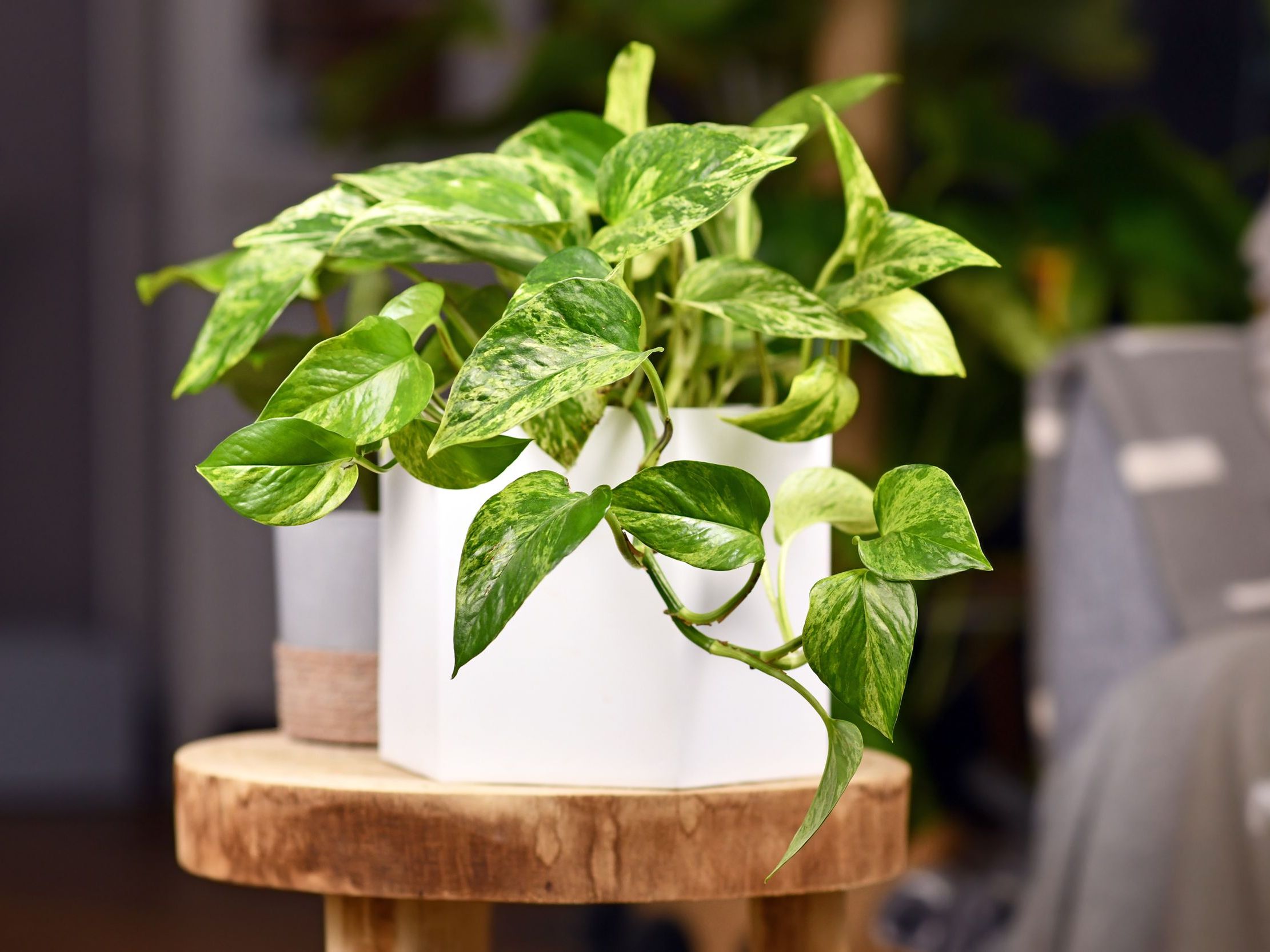 Epipremnum Aureum (Salon Sarmaşığı)