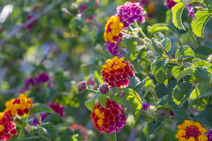 Lantana Camara (Ağaç Minesi)
