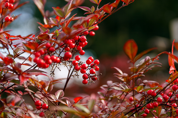 Nandina Domestica (Cennet Bambusu)