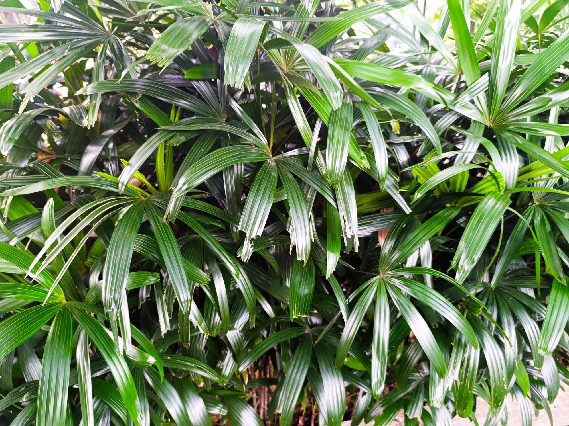 Rhapis Excelsa (Salon Palmiyesi)