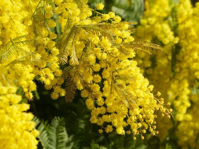 Acacia Dealbata (Mimoza)