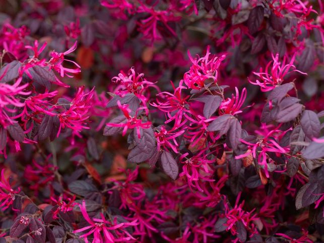 Loropetalum (Rüya Çiçeği)