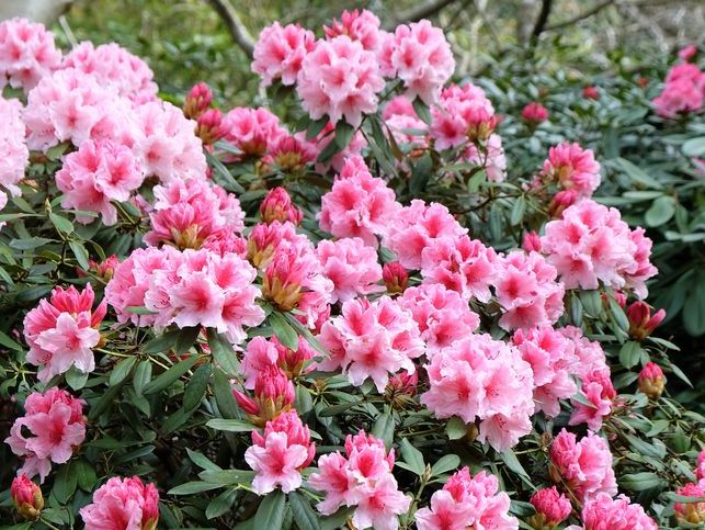 Rhododendron (Açelya)