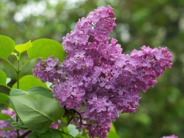 Syringa Vulgaris (Leylak)