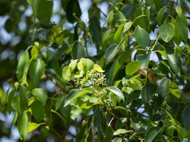 Cinnamomum Camphora