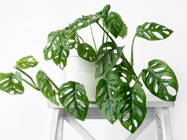Monstera Obliqua