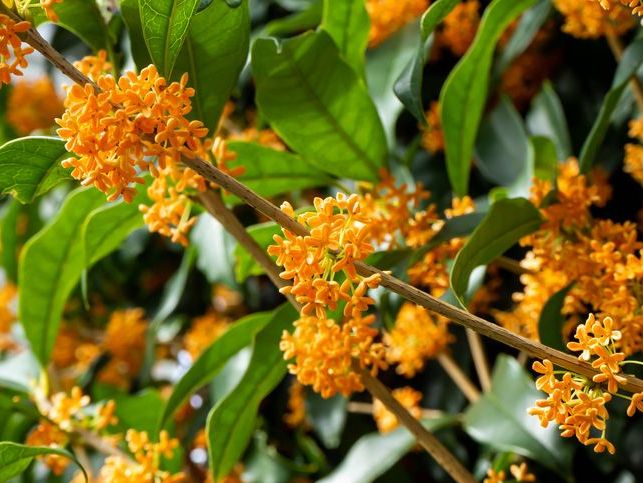 Osmanthus Fragrans