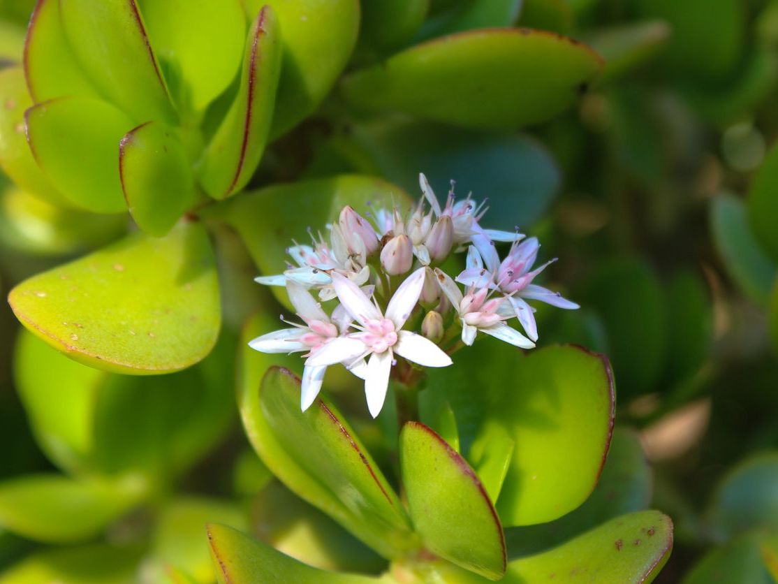 Crassula Ovata Yeşim Bitkisi