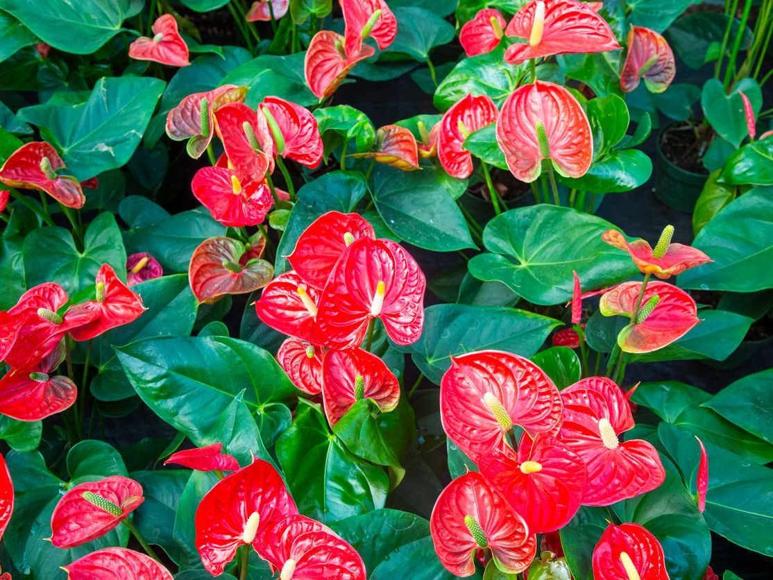 Anthurium Andraeanum Flamingo Çiçeği