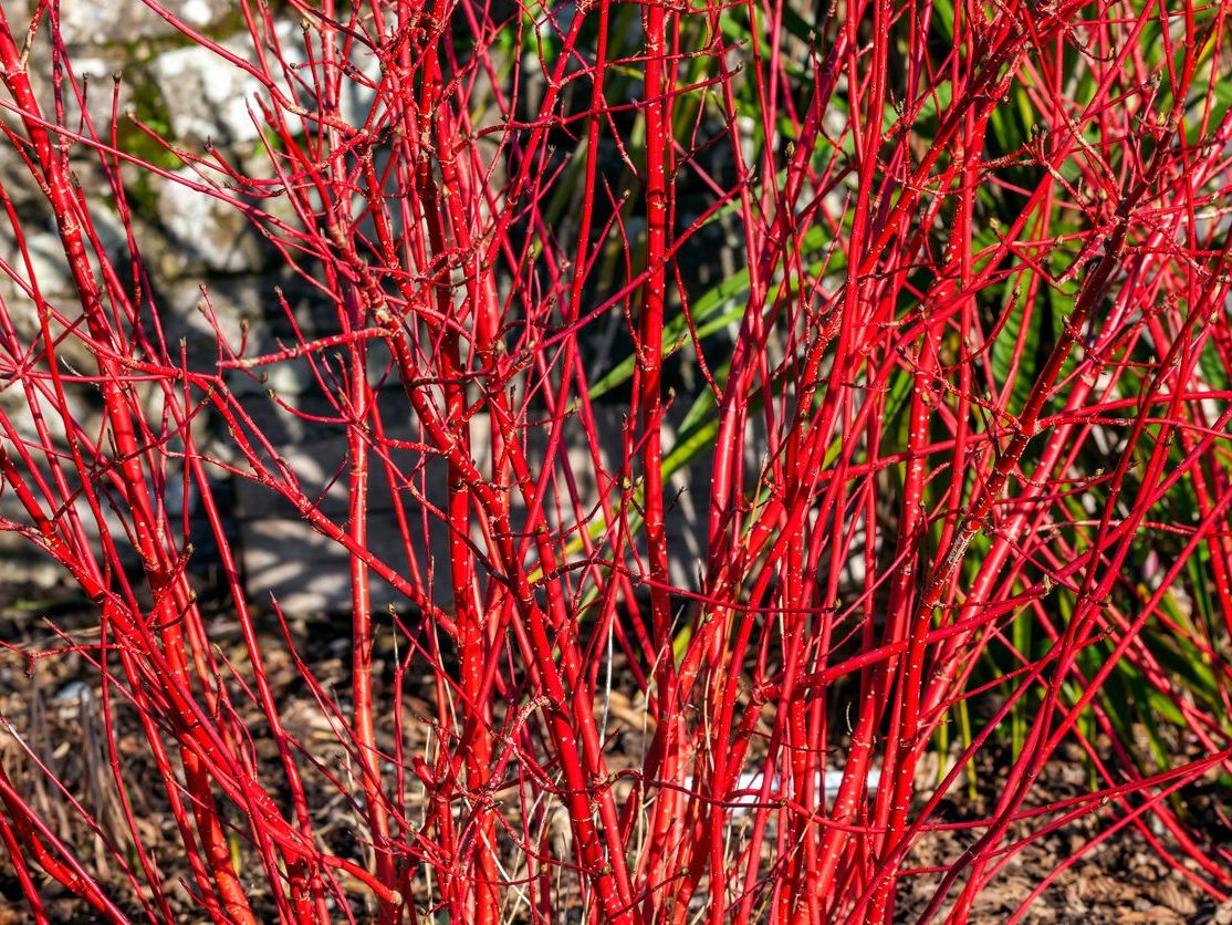 Cornus Alba Sibirica Sus Kizilcigi
