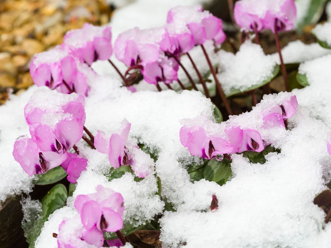 Cyclamen Siklamen