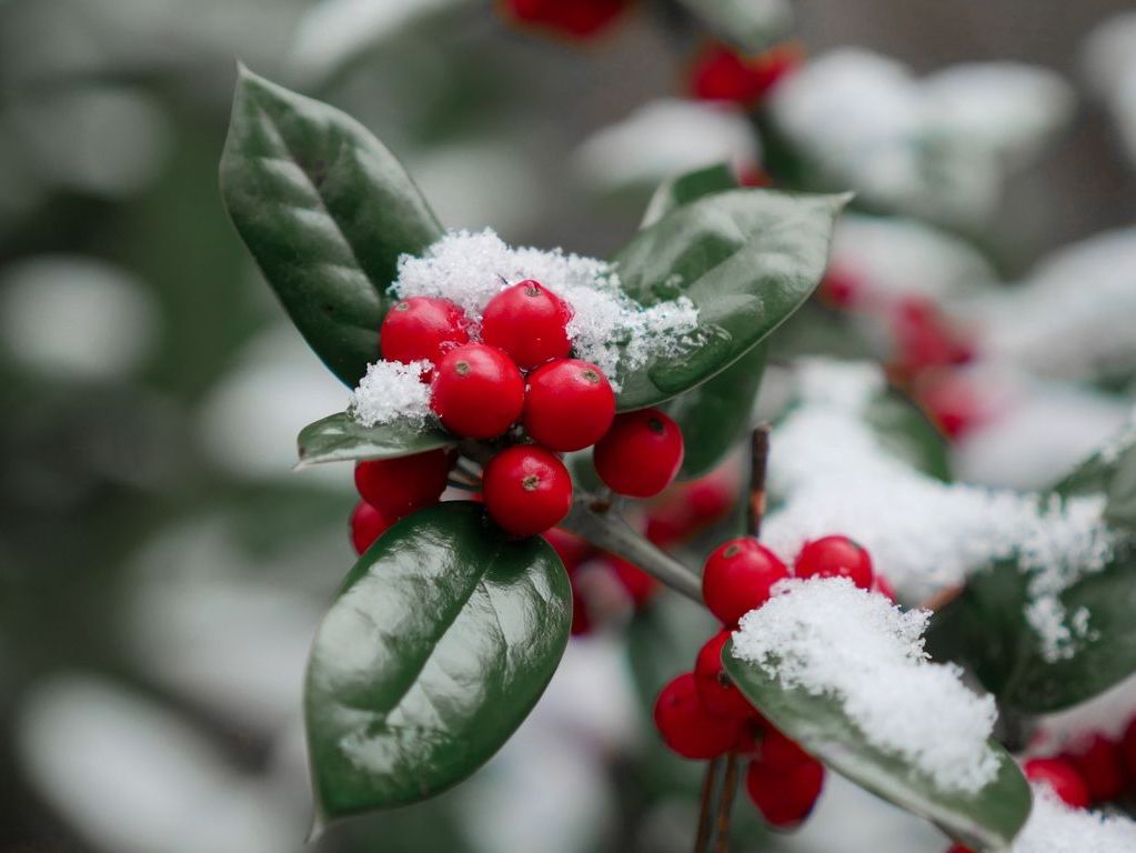 Ilex Aquifolium Coban Puskulu