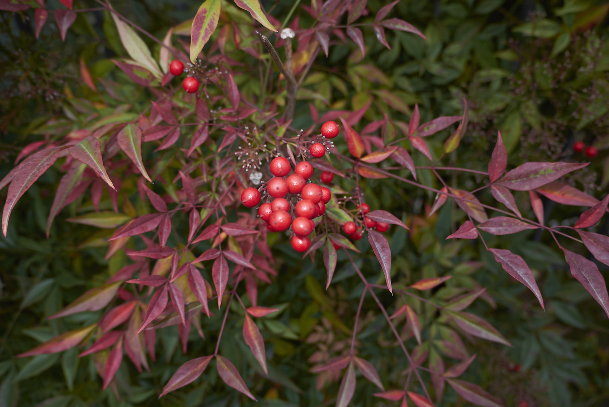Nandina Domestica Cennet Bambusu