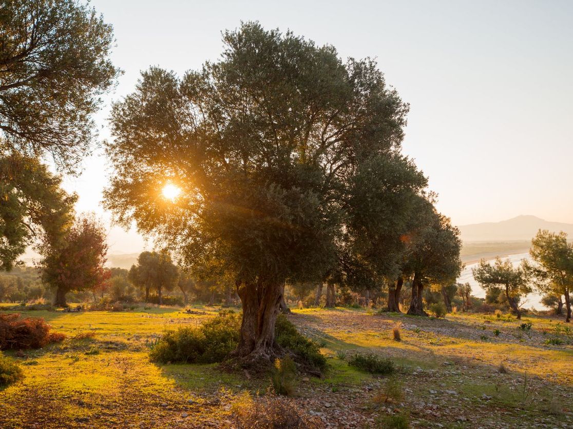 Olea Europaea Zeytin Ağacı