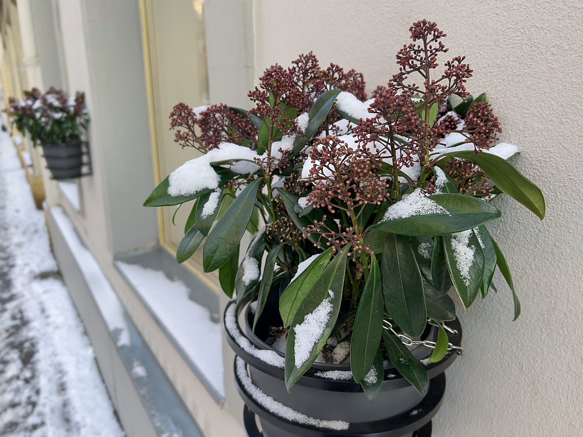 Skimmia Japonica Kırmızı Kopuk Calisi