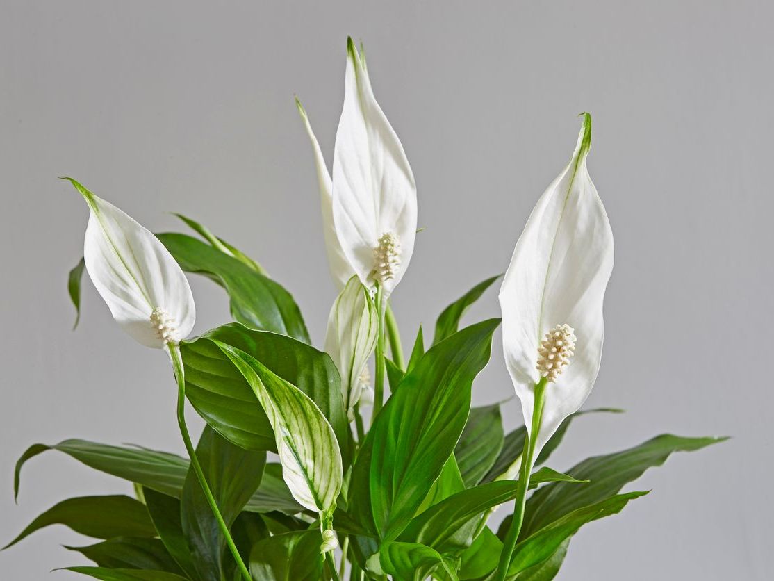 Spathiphyllum Yelken Çiçeği