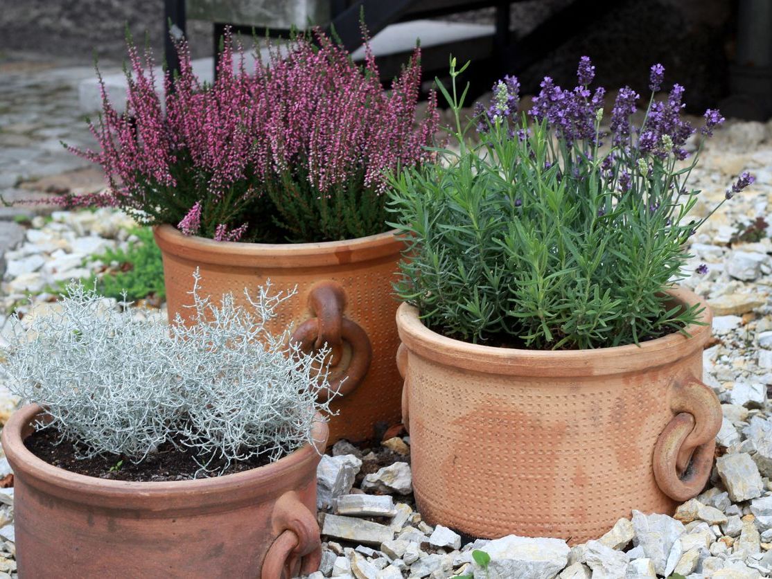 Terracotta Saksilar Kullanin