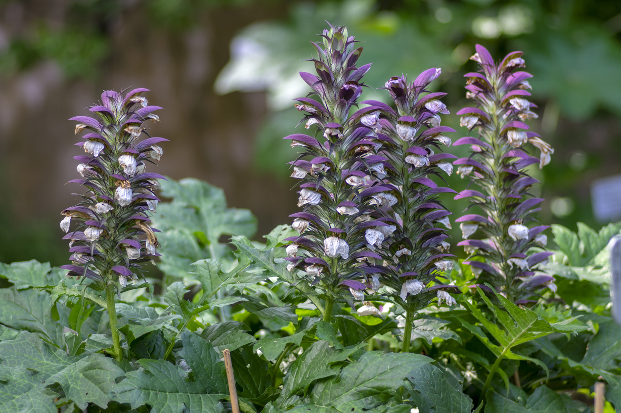 Acanthus Hungaricus