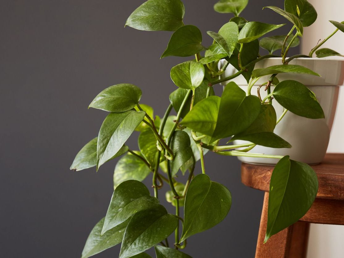 Epipremnum Aureum (Salon Sarmaşığı)