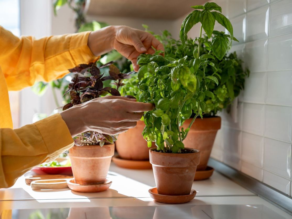 Saksıda Bitki Yetiştirme Rehberi Yeni Başlayanlar İçin Adım Adım Rehber