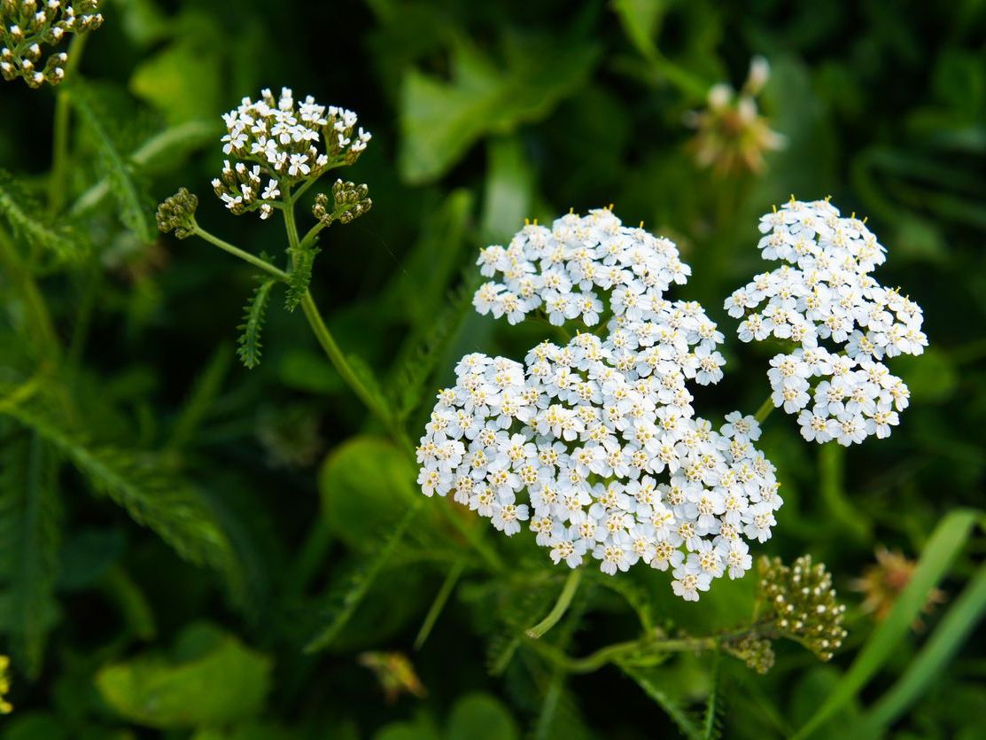 Achillea Millefolium Civanperçemi