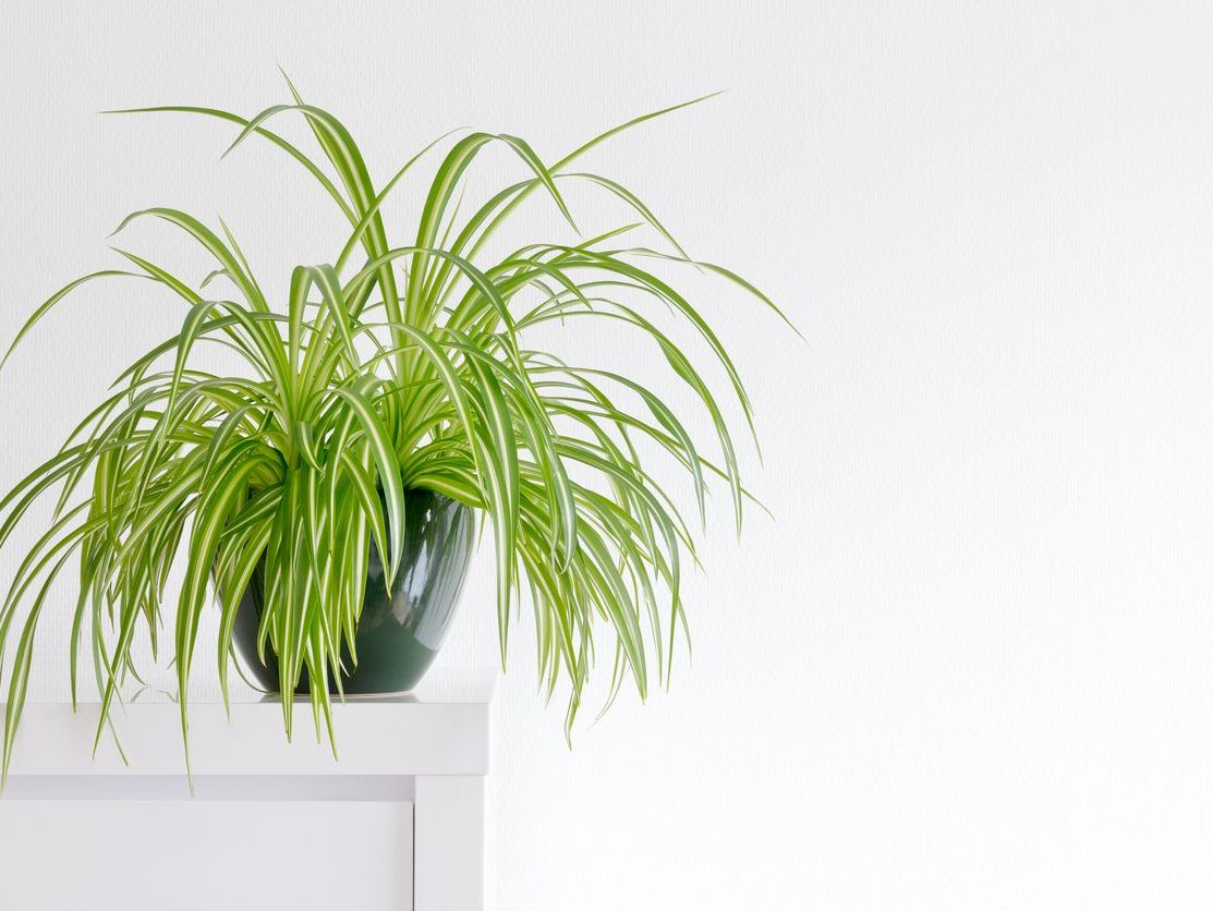 Chlorophytum Comosum (Kurdele Çiçeği)