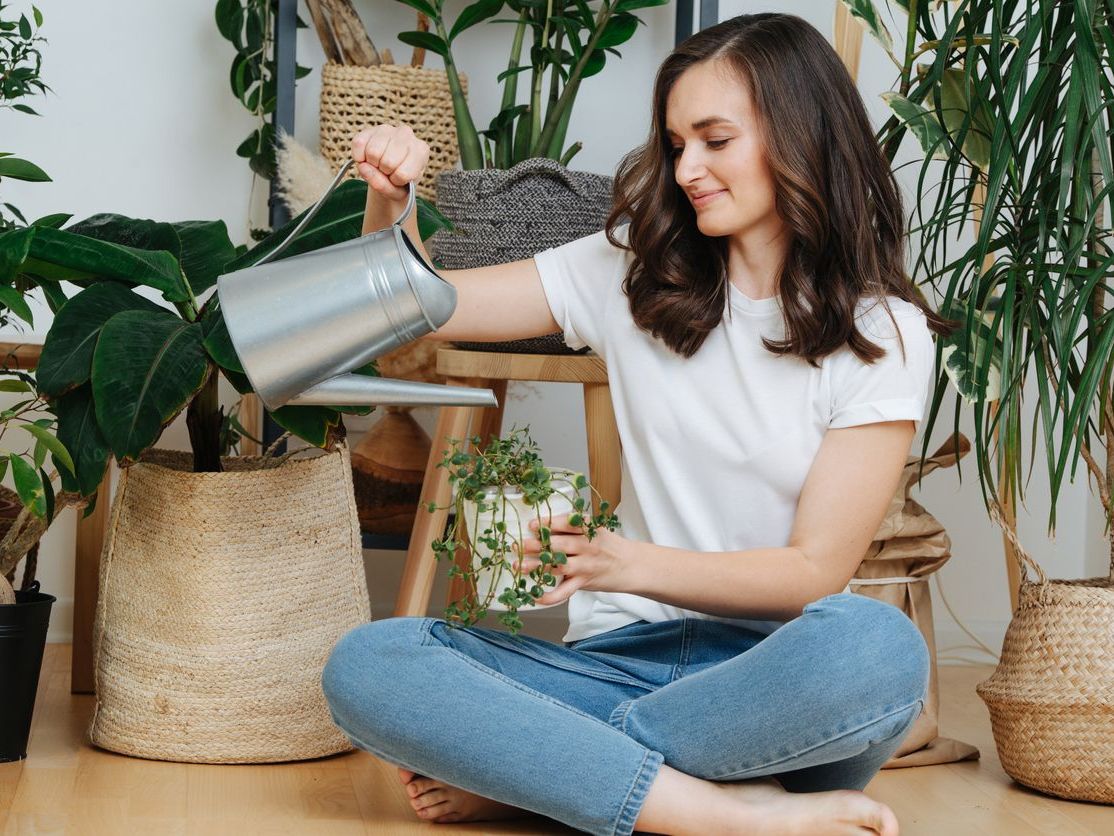 Güneş Işığı Almayan Alanlarda Yetiştirebileceğiniz Yedi Bitki Önerisi