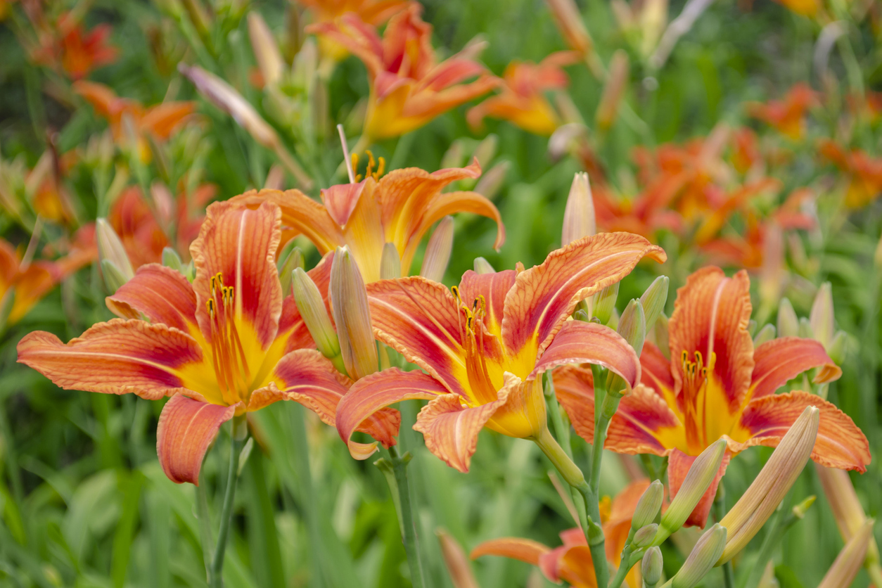 Hemerocallis Fulva Turuncu Güngüzeli
