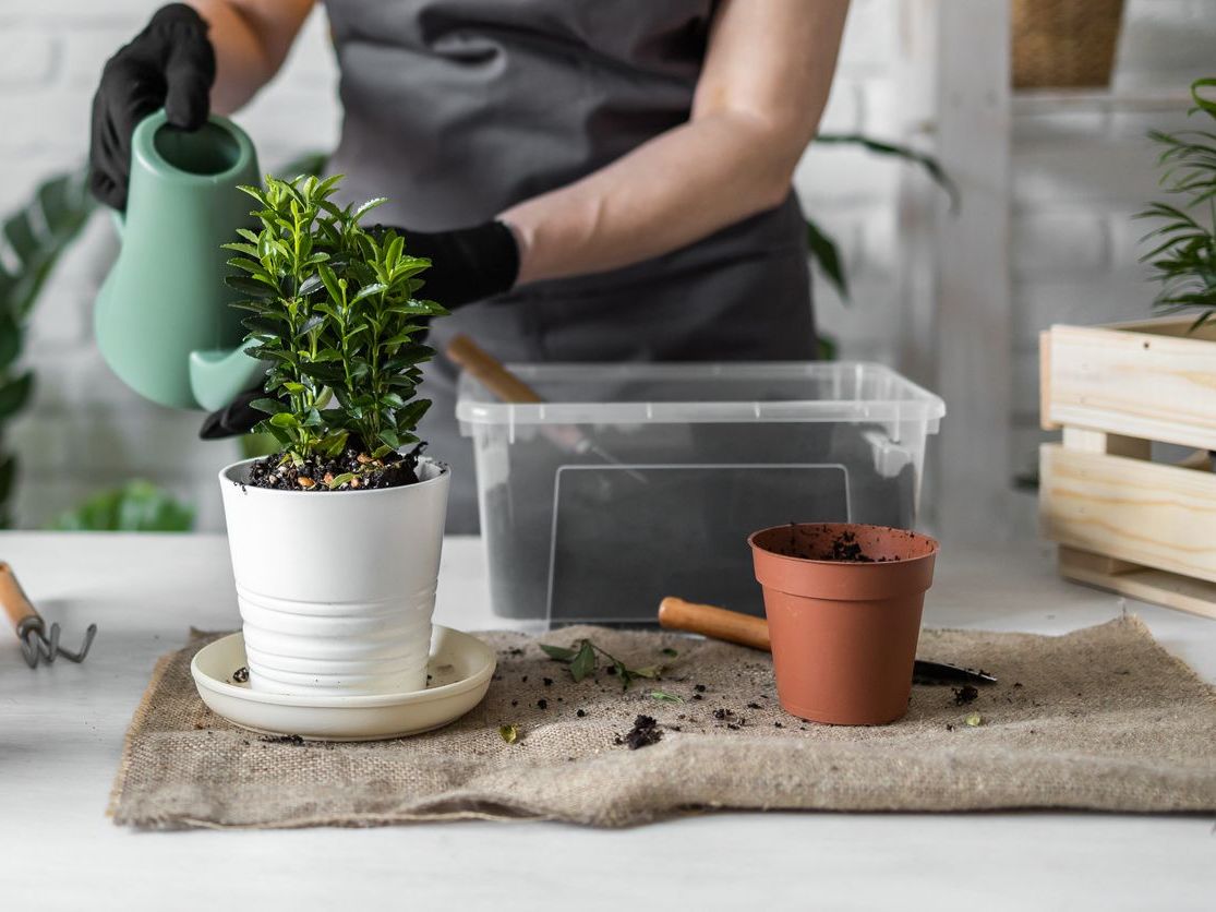 Her Bitki İçin Saksı Değişimi Yapmak Gerekli mi