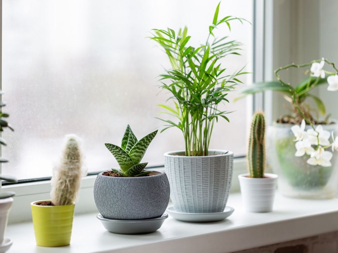 Kış Aylarında İç Mekan Bitkilerinin Bakımı İçin Nelere Dikkat Edilmeli