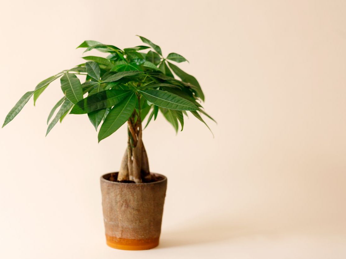 Pachira Aquatica Para Ağacı