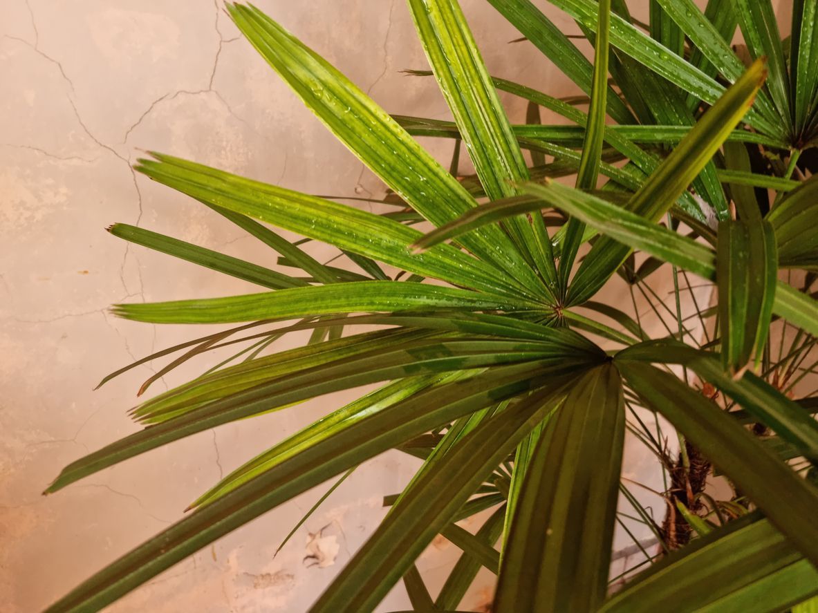 Rhapis Excelsa Salon Palmiyesi