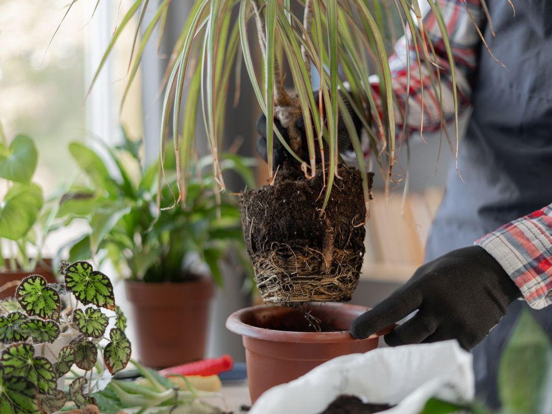 Saksı Değişimi Ne Zaman ve Nasıl Yapılmalı