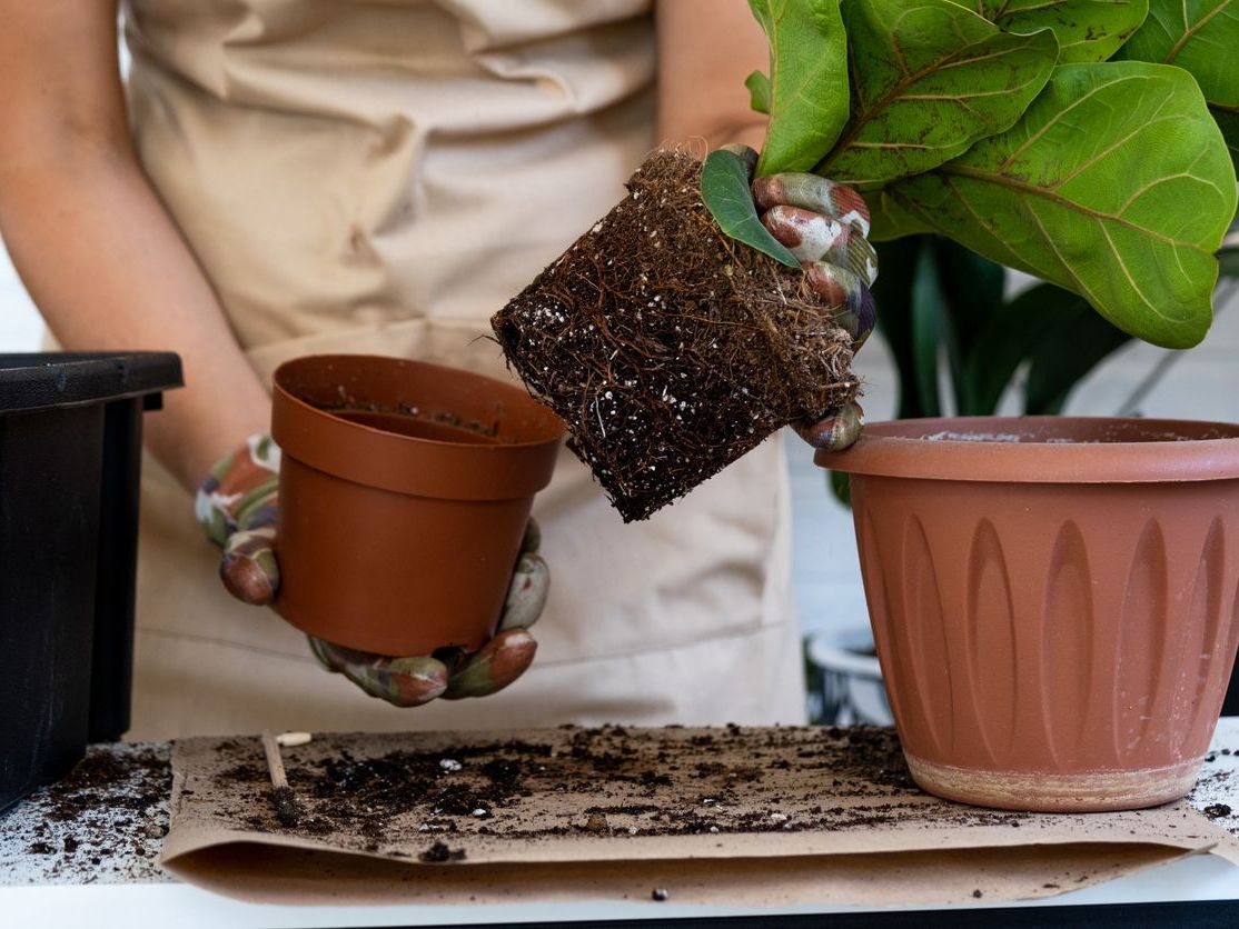 Saksıda Drenaj Olmazsa Ne Olur