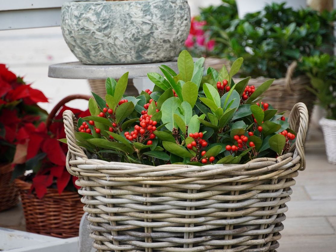 Skimmia Japonica (Kırmızı Köpük Çalısı)