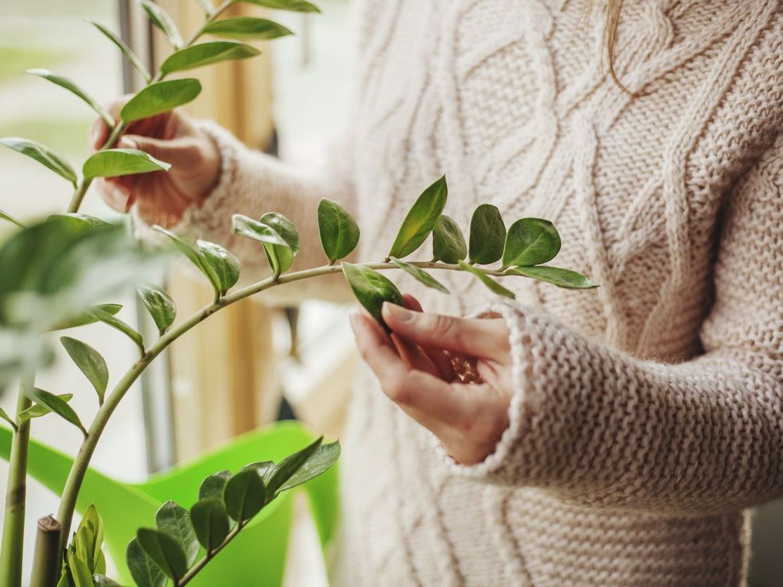 Yaprak Bakımına Özen Gösterin 