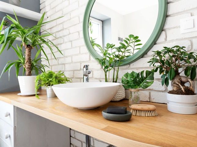 Evin Farklı Odaları İçin Bitki Seçiminde Dikkat Etmeniz Gerekenler