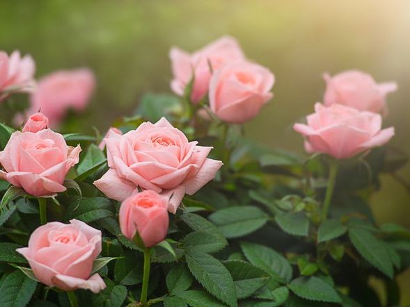 Çiçeklerin Dili: Çiçekler ve Anlamları