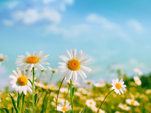 Çiçeklerin Dili: Çiçekler ve Anlamları