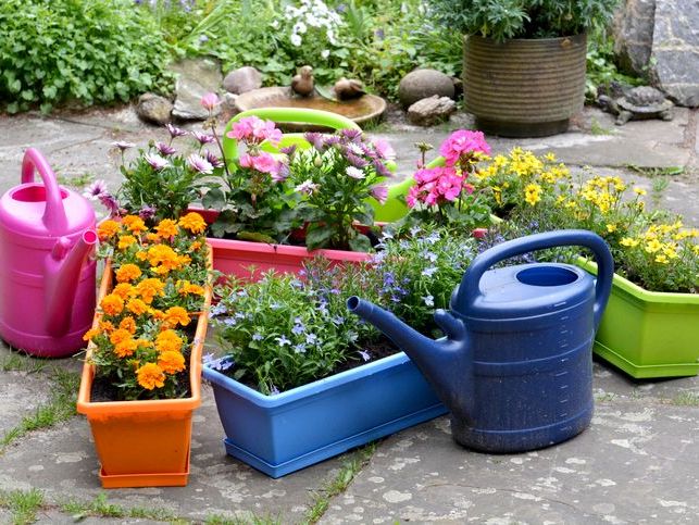 Hangisini Seçmeli?: Plastik Saksı mı, Seramik Saksı mı Daha İyi?