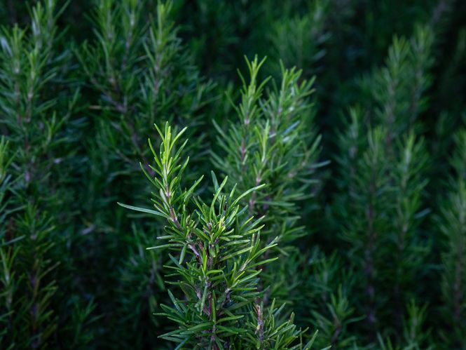 Salvia Rosmarinus (Biberiye)